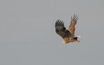 Seeadler