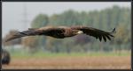 Seeadler_5