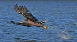 Seeadler 6