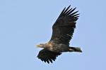 Seeadler