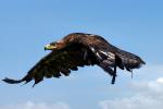 Steppenadler