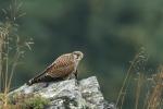 Turmfalke
