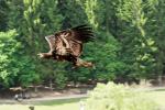 Junger Weißkopfseeadler bei Flugshow