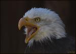 Weiskopfseeadler 2