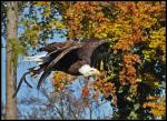 Weisskopfseeadler