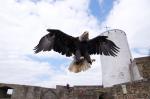 Adler beim Überflug 3