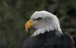 Seeadler