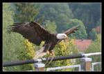 Weißkopfseeadler beim Start