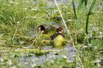 Haubentaucher im Nest