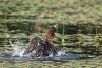 Hooded Merganser f