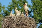 Störche im Nest