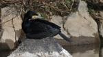Kormoran auf Felsen