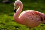 Chileflamingo II