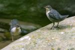 Wasseramsel 6