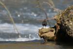 Wasseramsel