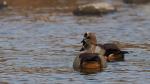 Nilgänsepaar