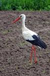 Storch