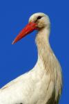 Storch