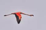 Chileflamingo