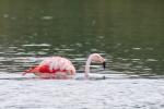 Chileflamingo