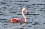 Chileflamingo in der Donau