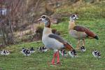 Nilgänse