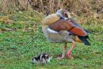 Nilgänse