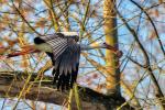 Storch