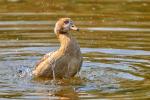 Nilgans