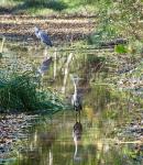 Reiher im Wald