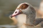 Nilgans Portrait