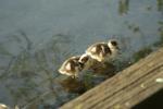 Baby Enten