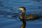 Kormoran_Rombergpark