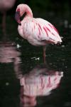 Flamingo im Zoo in Amnéville (F)