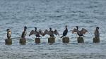 Kormoran