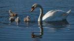 Schwan mit Jungen