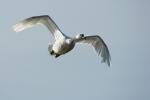 Fliegender Schwan im Gegenlicht