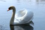 Schwan1