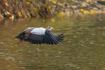 Nilgans