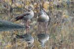 Nilgänse