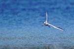 Möwe im Flug