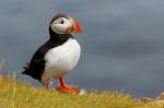 Puffin