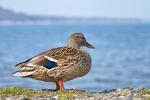 Chiemsee-Ente