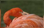 Flamingo Portrait Versuch