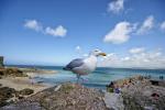 Seagull in St. Ives