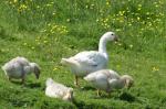 Familie Gans