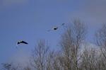 Graugänse im Anflug