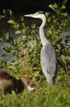 Graureiher mit Nilgans