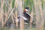 Haubentaucher im Nest 5