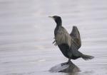 Kormoran auf Stein